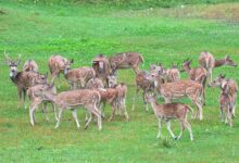 quantum axis begins leading growth