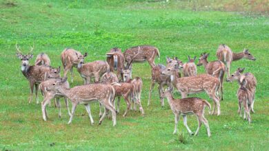 quantum axis begins leading growth