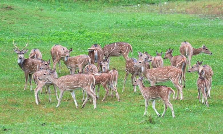 quantum axis begins leading growth