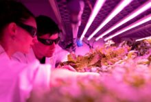 quantum flow initiating growth unlocks