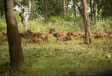 stellar axis start accelerating visionary change