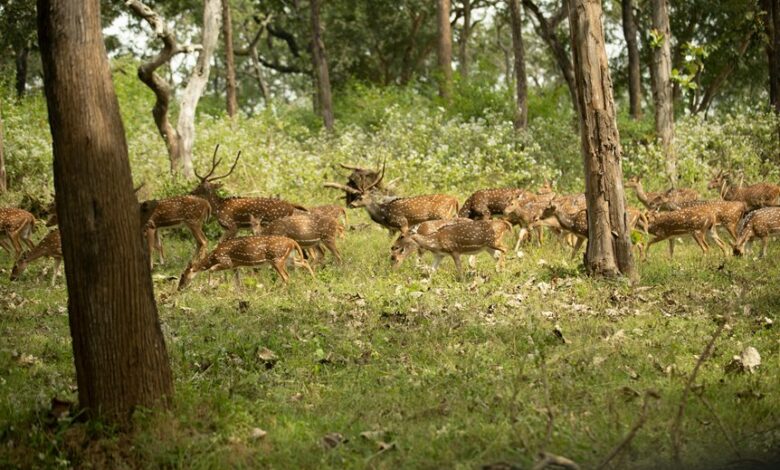 stellar axis start accelerating visionary change