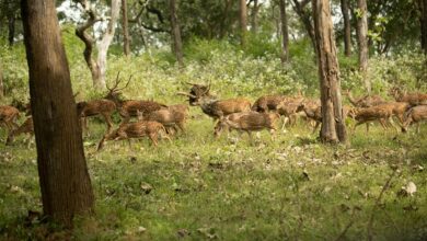 velocity axis at 9 012 520 378 leading next level change